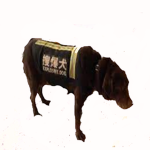 explosive dog meme club