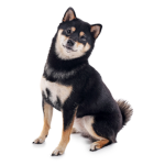 Doge Shiba Team