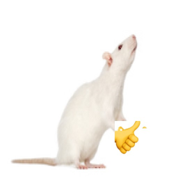 RATS village