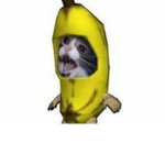Random cat banana group
