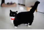 unicouniuni3 fanclub