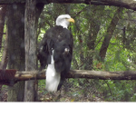 The Bedwars Eagles