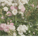 Aesthetic Pine