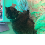 Cat world my cat pinky is the boss
