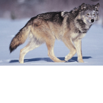 Wolf Familyy