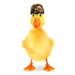 The quackers Military