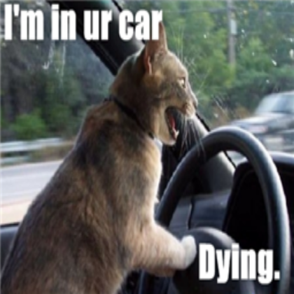 funny cats # 6 Roblox decal