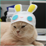 CATS IN HATS