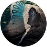 APEX Brachiosaurus Unlocked! Roblox badge thumbnail