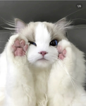 the best cat club!