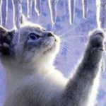 My winter kittens!