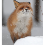 Fox group yay!