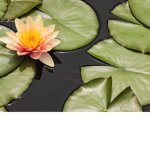 The Lilly Pad Squad!
