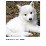 I like wolvess