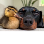 Duckie&dogies club