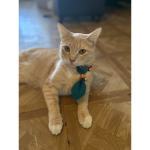 CAT ARE FOREVER CUTE