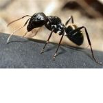he lo ANT