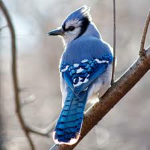 BluejayYT