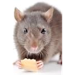 Rat Clown nuclear power plant