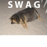 trollolo