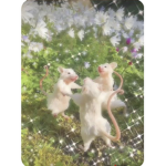 Rat c0LLection