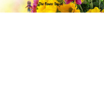 Sunflowers plaza