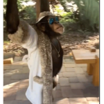Chimp Clan