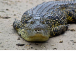 CROCCO#1