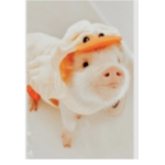 Peachy piggies!!