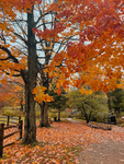 Fall vibzes (my birth month<3)
