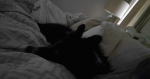Puppy Fan 10000