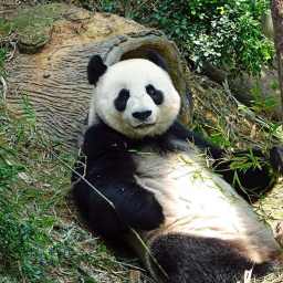 The Pandas Obby