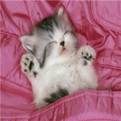 cute kitty Roblox decal