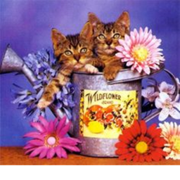 [SPRING] Kitten Club!