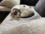 CATS_FOR EVER