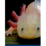 AXOLOTL ARMY BED WARS