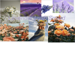 The Lavender Lush Squad #CHILL.WITH.ME.4GOOD.VIBES