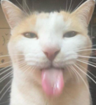 SanityyPaw