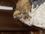 The cats fight the rats hide and annoy the cats.