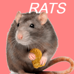 Rat Familie