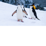 Penguin only club