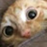Adopt Me Fan Group!