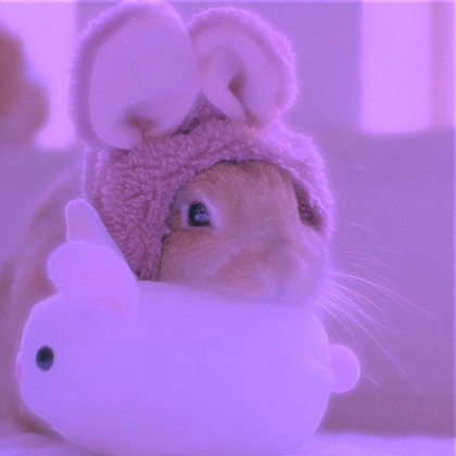 aesthetic cute soft bunny Roblox decal