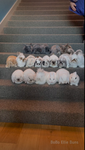 (bunny group)