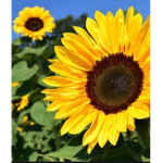 Flowersquadxx