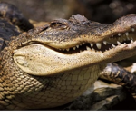 Crocodiles for life