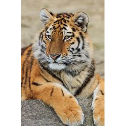 Tigra game (Update)