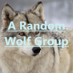 A Random Wolf Group