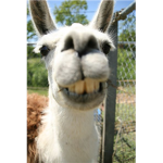 The Awesome llama Loving Group