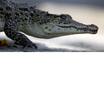 ###### and ### #### crocodile